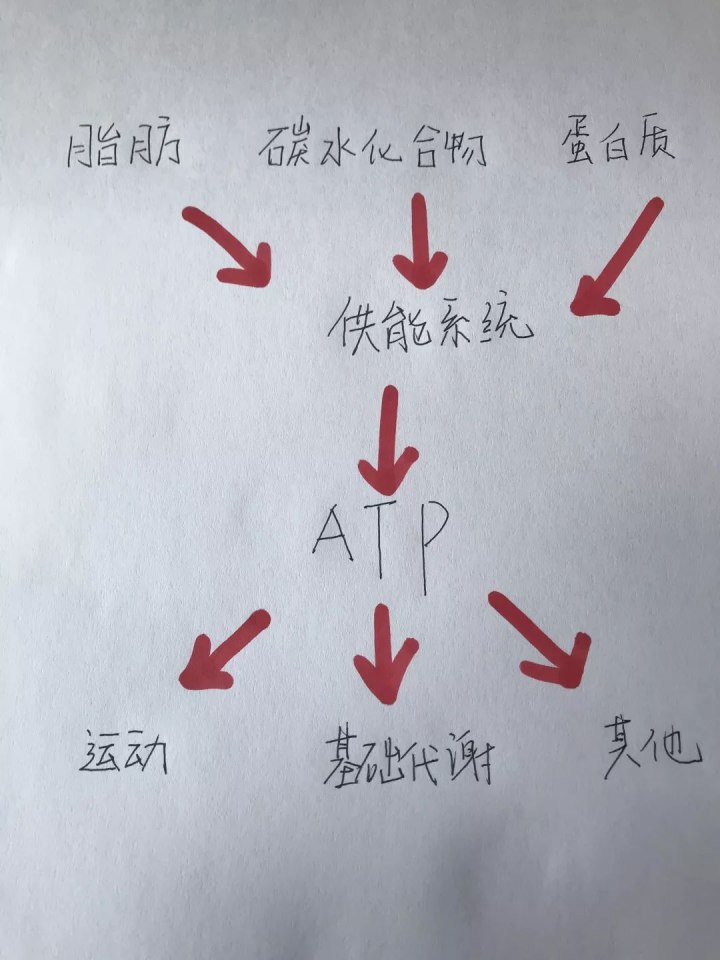 運動(dòng)30分鐘后才開(kāi)始消耗脂肪……是真是假？